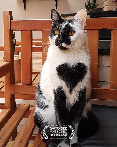 O gato ganhou o concurso promovido pela Woolie.