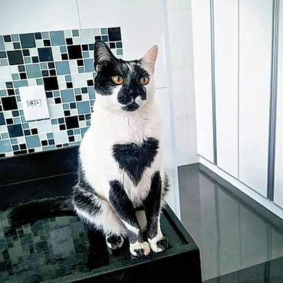 Enquanto filhote ele não apresentava o formato de coração na pelagem.