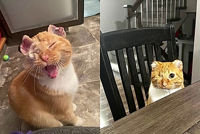 Casal visita abrigo de animais e adota gato laranja especial - suas marcas revelam sinais de um passado triste