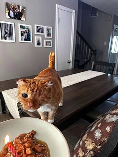 O felino precisou amputar as orelhas e perdeu um olho.