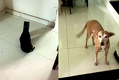 Qual da cachorrinhas será a culpada pela bagunça?