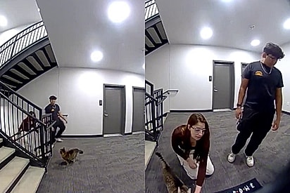 Gato foge de apartamento e câmera de segurança registra atitude dos vizinhos