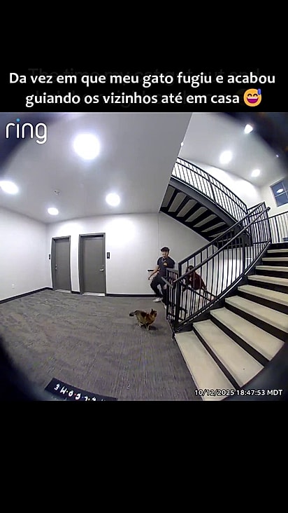 O felino indicou o caminho para sua casa.