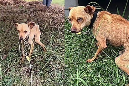 Após passar a vida inteira acorrentado, chihuahua minúsculo é resgatado e ganha uma vida cheia de mimos e amor