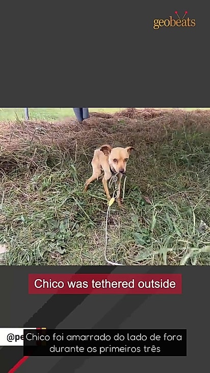 O cãozinho não era cuidado e não recebia alimento adequado.