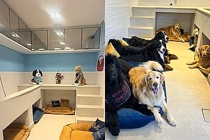 Casa com suíte para cachorro é negociada e detalhes chamam atenção