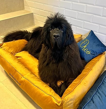 Os cães tem camas personalizadas.