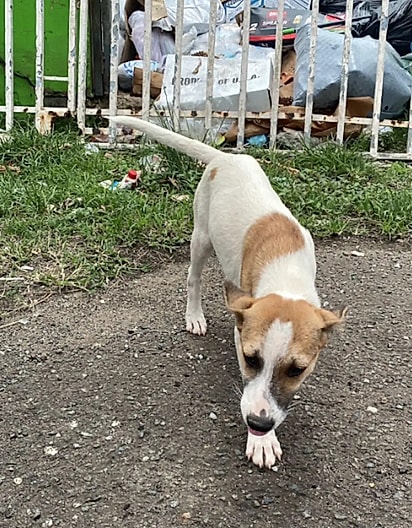 Chantal é uma cachorrinha amorosa.