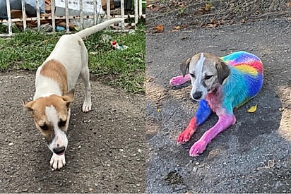 Cadela de rua desaparece — dias depois, reaparece coberta de tinta colorida.