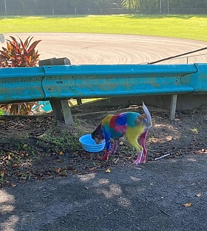 Yesenia Pacheco Morales ficou com o coração partido ao ver o estado em que Chantal se encontrava.