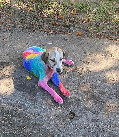 Após dias desaparecida, Chantal retornou triste, abatida e manchada de tinta.