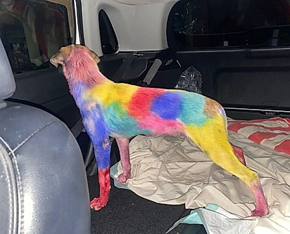 Nos pelos de Chantal foi usada uma tinta tóxica, que causou uma forte reação alérgica e irritação na pele.