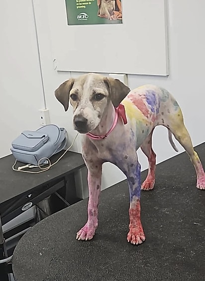Chantal passou por banho e tosa, mas, ainda assim, a tinta não saiu por completo.