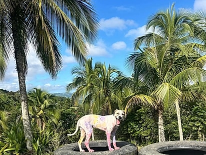 Chantal está em lar temporário e, em poucos dias, parte para a Pensilvânia para começar uma nova vida.