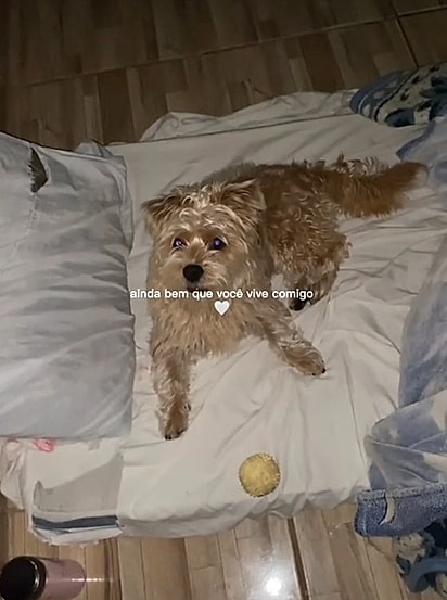 Toby é um cachorrinho que ama a sua família.