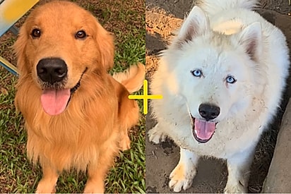 Moça mostra seu cão mistura de Golden com Husky e caracteristica únicas chamam atenção.