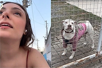 Moça que deixou cachorros famosos com músiquinha se suprende ao escutar o que tutor queria lhe falar.