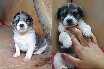 Família adota filhote fofo achando que era Shih-tzu, mas ele cresce e fica completamente diferente.