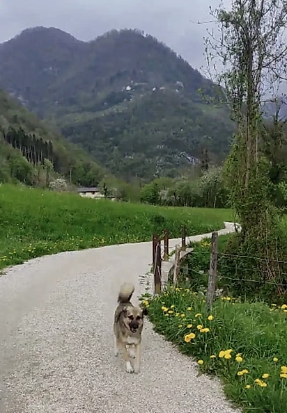 O cão começou a seguir Reka pela trilha. 