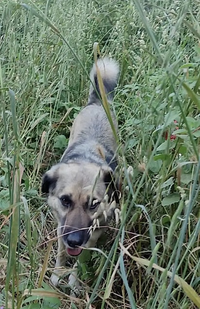 O cachorro permanecia firme atrás dela.
