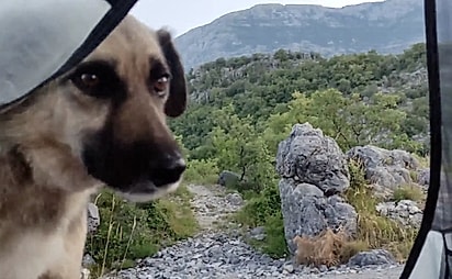 O cão apareceu na barraca de Reka.