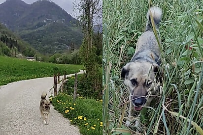 Viajante percebe que está sendo seguida — e acaba encontrando seu novo melhor amigo