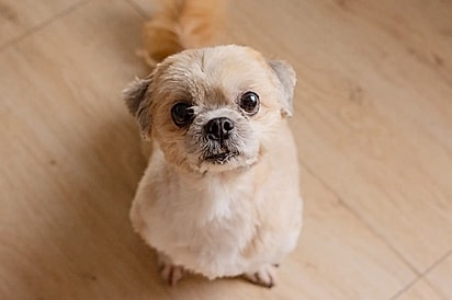 Manolo era um cachorrinho doce e amável.