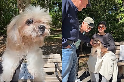 Em seu último dia de vida, tutores vão até parque da cidade com shih-tzu com um cartaz que comove a todos.
