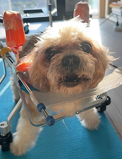 Manolo estava muito doentinho.