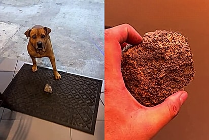 Vira-lata chega todos os dias trazendo uma pedra para pagar por lanche e atitude de proprietário chama atenção.