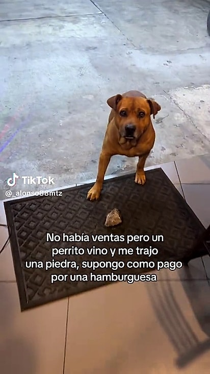 O cão chega ao estabelecimento com uma pedra para trocar por pão.