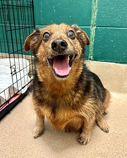 Banjo, um cão idoso.