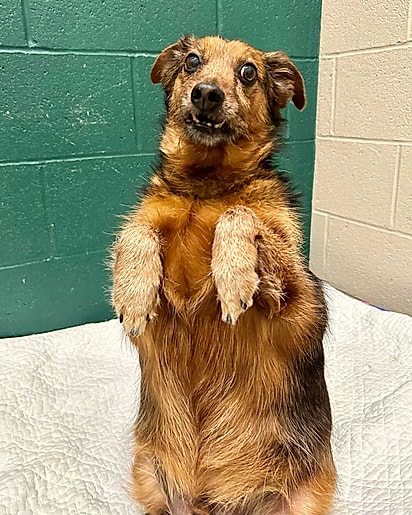 Banjo fica ereto tal qual um suricato.