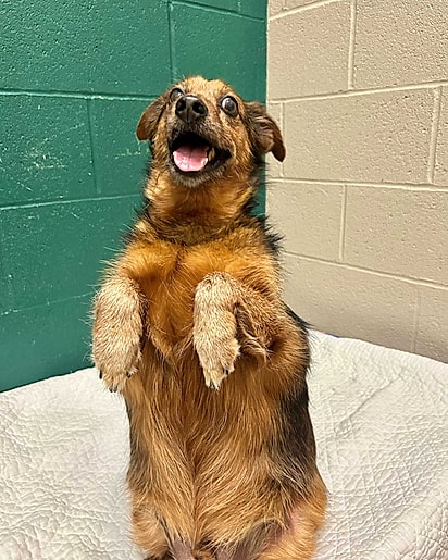 Banjo usa a pose para ganhar petiscos.