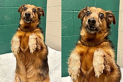 Equipe do abrigo tenta de tudo para encontrar um lar definitivo para o “suricato mal taxidermizado”