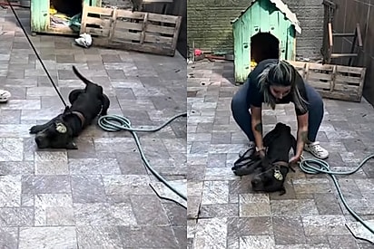Cãozinho que mal conseguia parar em pé por negligência dos antigos donos dá a volta por cima após ser amado