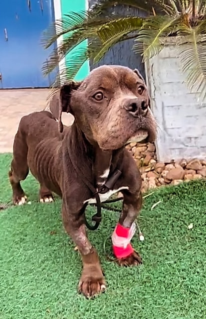 O cão cinco dias após o resgate.