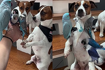 ‘A Branca de Neve tá diferente’: Cachorrinho Jack Russel se encanta com pássaros e tutora registra momento mágico