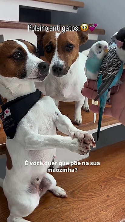 A cachorrinha foi bem treinada e não representa uma ameaça.