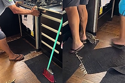 Após escutar barulho atrás de fogão família se surpreende com animal invasor saindo como um foguete