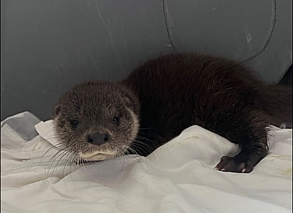 Em breve ela será solta junto com outras lontras resgatadas.