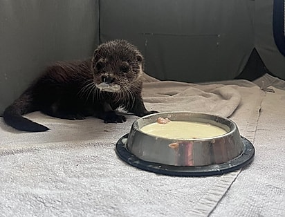 A pequena lontra está aprendendo a colocar em prática instintos e comportamentos.