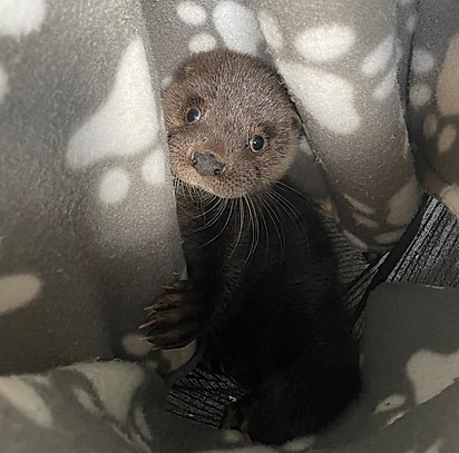 Floris se separou da mãe e não sobreviveria sozinha.
