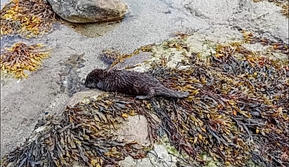 A filhote de lontra estava correndo perigo devido ao frio e umidade.