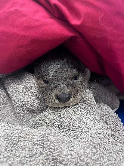 Floris foi resgatada em estado grave.