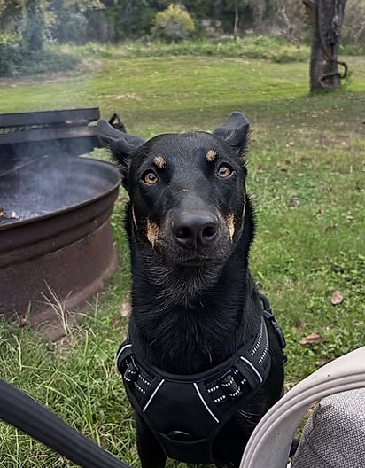 Bats, um cão Kelpie australiano.