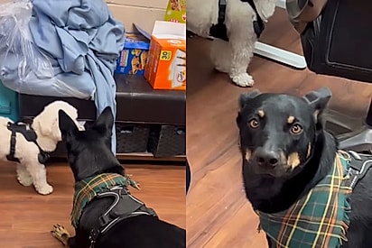 Cão Bats pastoreando a nova amiga.