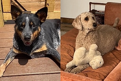 Billy, uma boiadeira australiana e a poodle visitante.