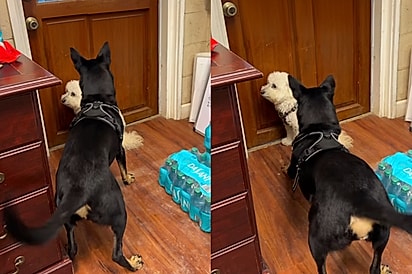 Cão pastor dá de cara com cachorro que parece uma ovelha - então seus instintos tomam conta e vídeo viraliza