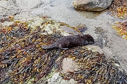 Tudo estava tranquilo em praia, até banhistas pararem tudo ao verem animal marrom molhado em rocha.